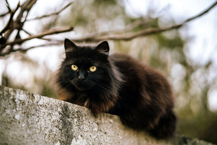 Gato Preto é uma das superstições de Halloween