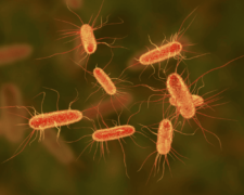 E. Coli: conheça a bactéria que causou surto de infecções em redes do McDonald’s dos Estados Unidos