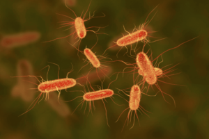 Leia mais sobre o artigo E. Coli: conheça a bactéria que causou surto de infecções em redes do McDonald’s dos Estados Unidos