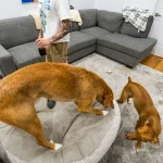 Direitos dos pets em condomínios: o que diz a lei