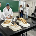 Como conseguir estágio na faculdade e iniciar sua carreira