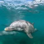 hábitos dos animais