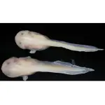 Pseudoliparis swirei