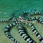 Thaumoctopus mimicus