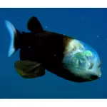 macropinna microstoma