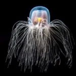Turritopsis dohrnii, a água-viva imortal
