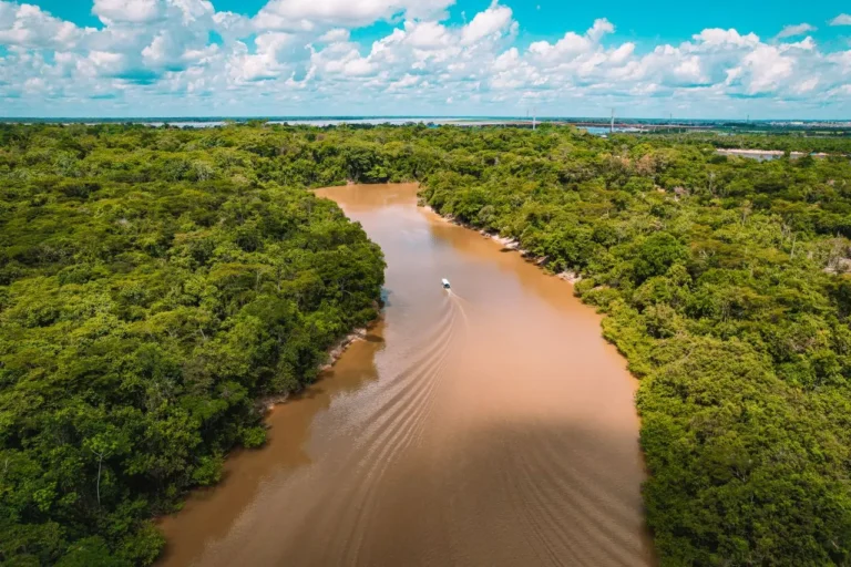 importância da Amazônia