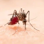 Por que alguns mosquitos transmitem doenças e outros não?