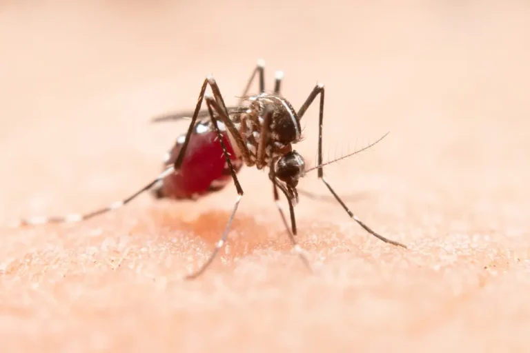 mosquitos que transmitem doenças